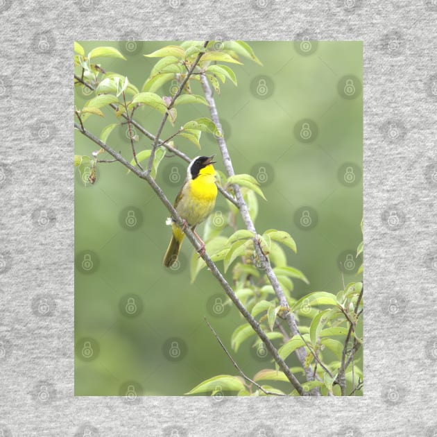 Common Yellowthroat bird with soft green out of focus background by BirdsnStuff